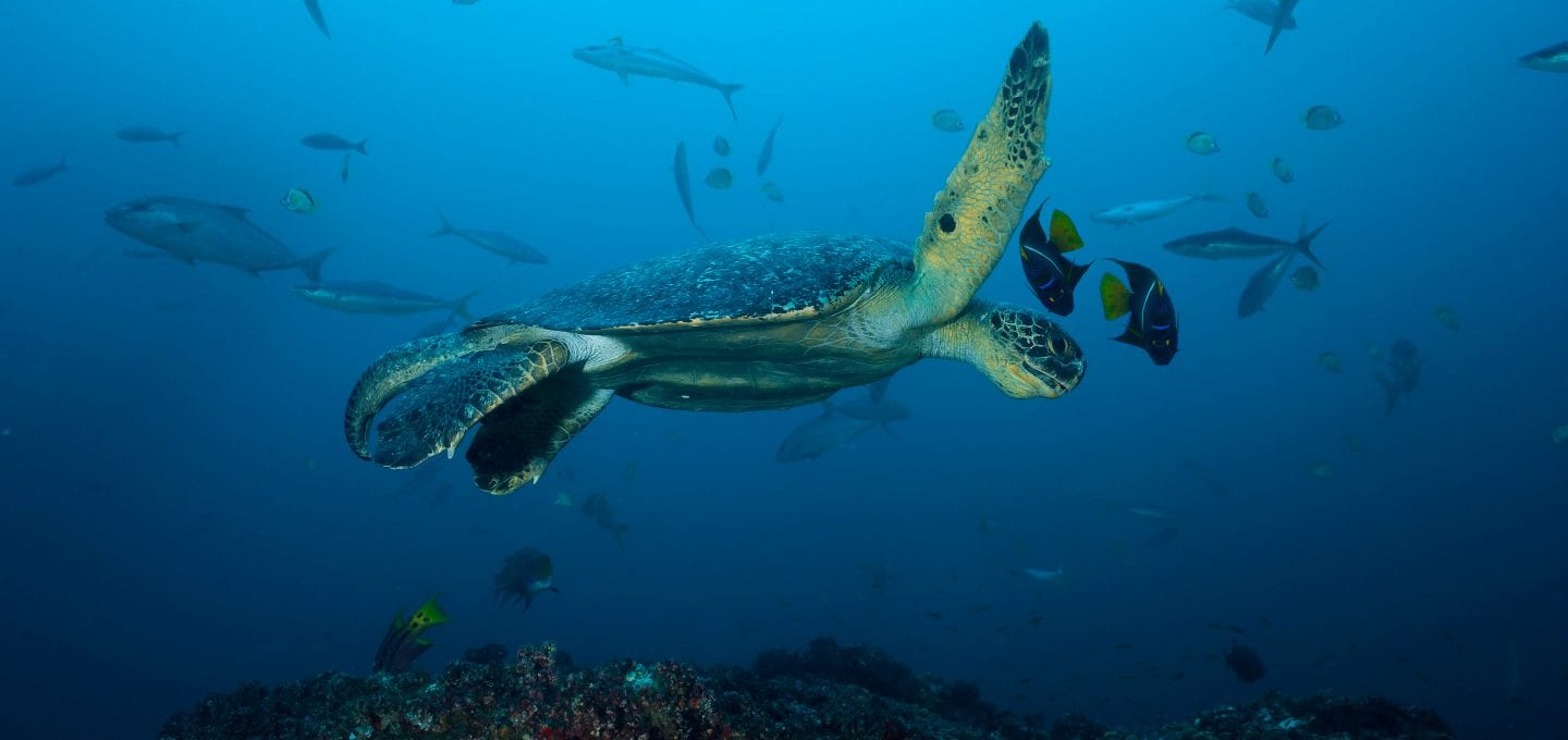 shark finning conservation Randall Arauz costa rica turtle