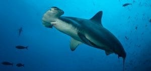 shark finning conservation Randall Arauz costa rica hammerhead