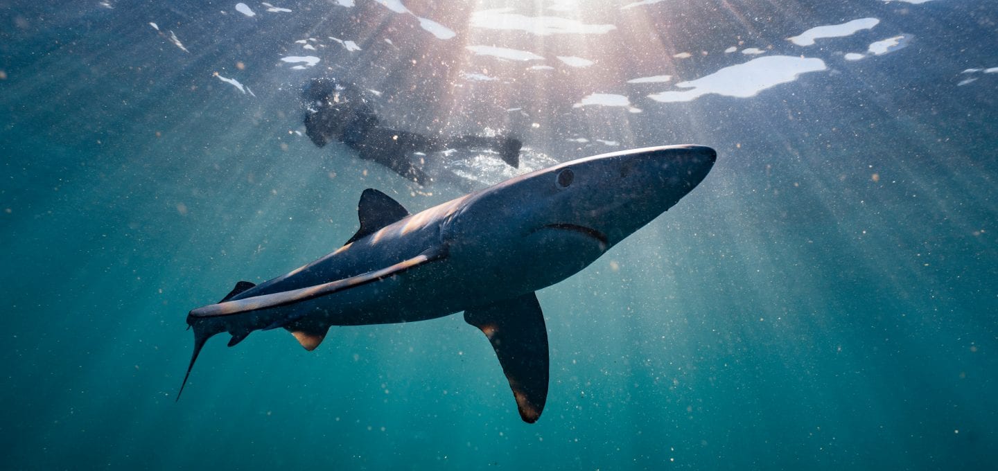 Dan Abbott Daan Verhoeven blue shark marine animals