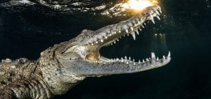 Tanya Houppermans american crocodile