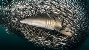 Tanya Houppermans sand tiger sharks