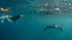 marine megafauna foundation microplastics manta Indonesia