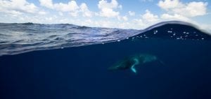 Craig Parry Dwarf Minke Whale Project Ribbon Reef underwater