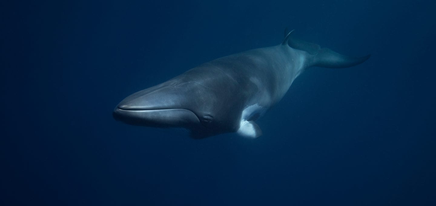 Craig Parry Dwarf Minke Whale Project Ribbon Reef whales