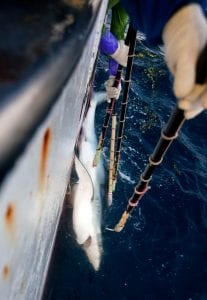 shark finning industry conservation matt brierley shark fishing