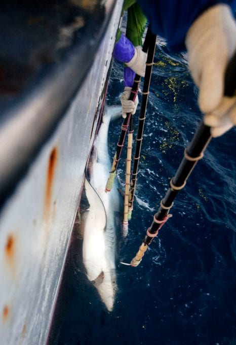 shark finning industry conservation matt brierley shark fishing