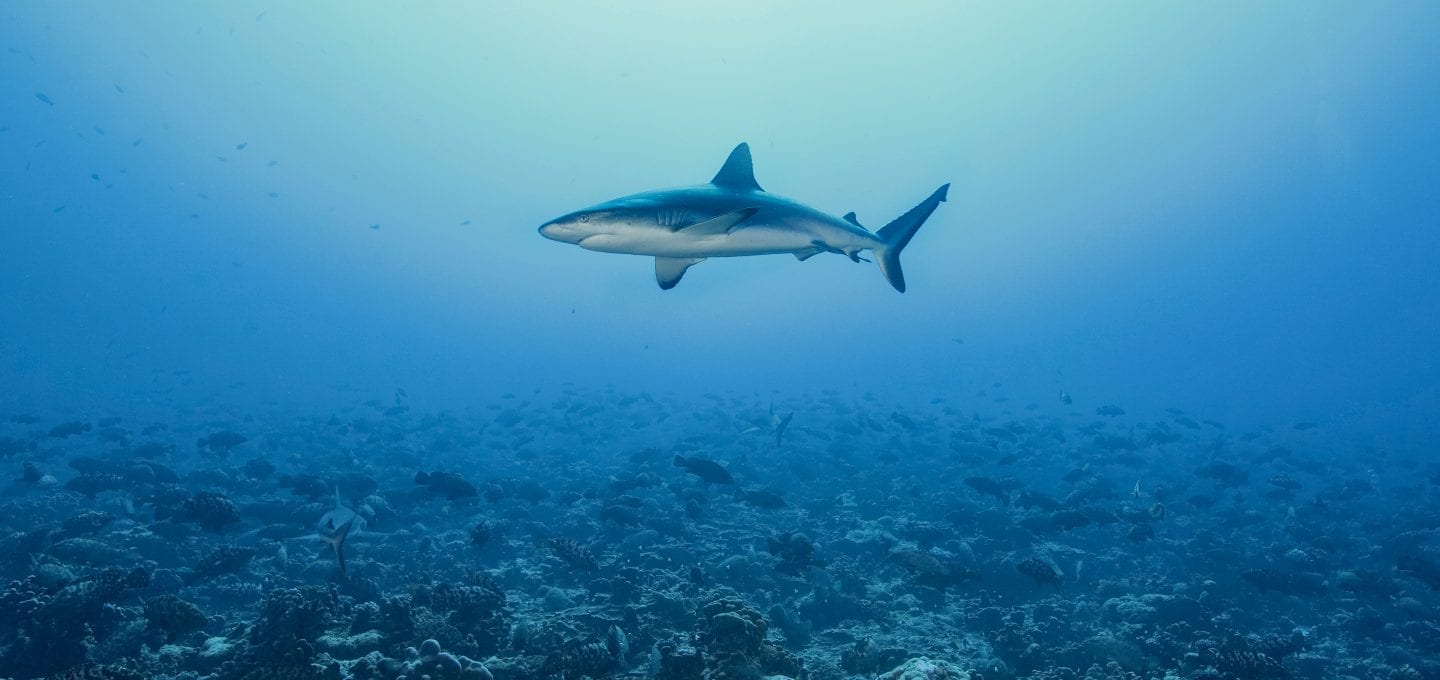 shark finning industry conservation matt brierley rick miskiv