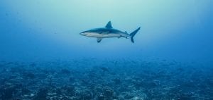 shark finning industry conservation matt brierley rick miskiv