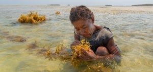 Kokoly Madagascar fisherwomen Garth Cripps Blue Ventures seaweed
