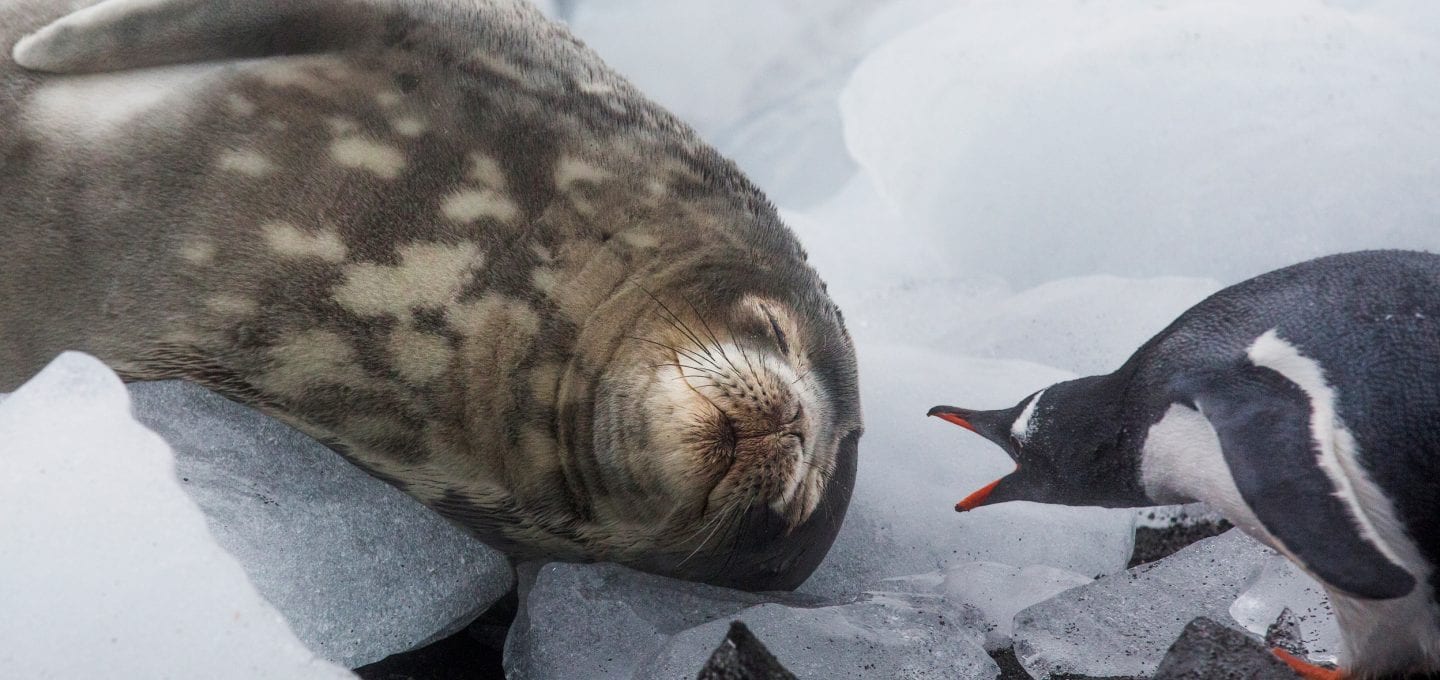 Global Oceans Treaty Greenpeace Ocean seal