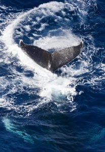Global Oceans Treaty Greenpeace Ocean whale fluke