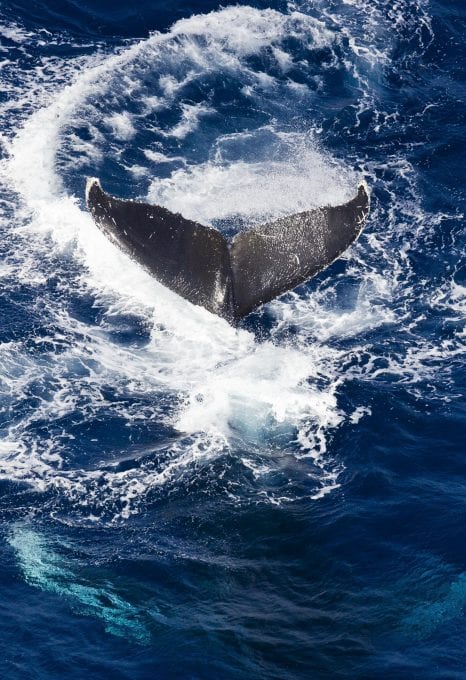 Global Oceans Treaty Greenpeace Ocean whale fluke