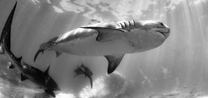 tiger sharks exmouth gulf