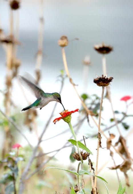 Essequibo river hummingbird