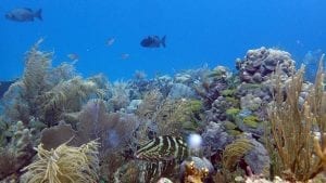 coral reefs microbial diversity