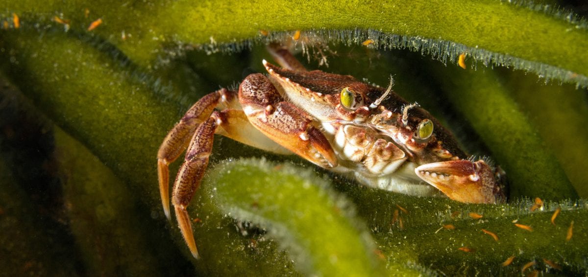 FW2canadasplashNovaScotiaCrab Oceanographic Oceanographic
