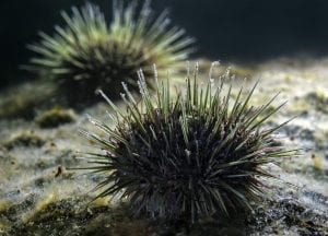 scuba diving canada urchin new bunswick