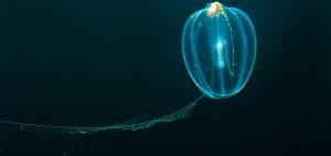scuba diving canada nova scotia comb jelly