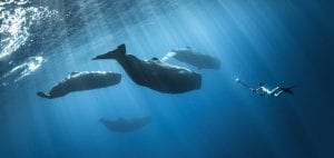 Darewin Project Interpretting Whalesong Fred Buyle sonar
