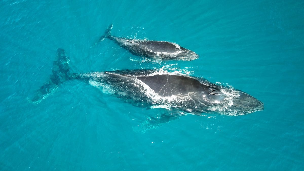 Going above and beyond: Protecting the coral reef systems of Africa ...