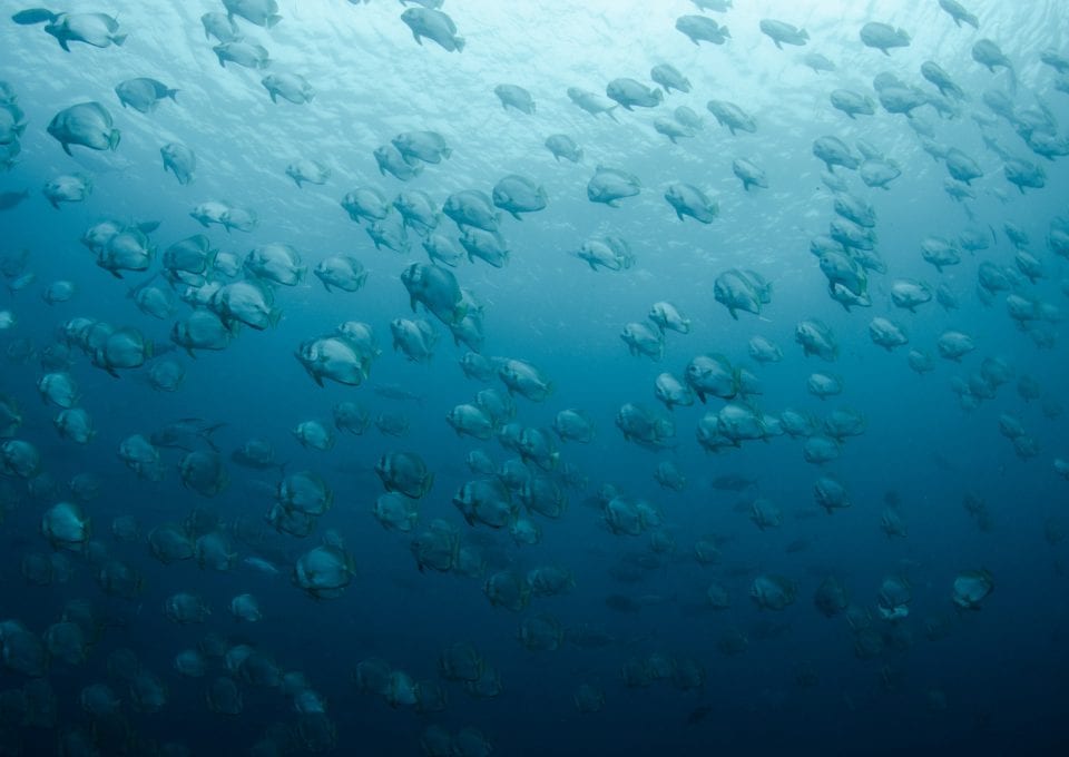Indonesia plastic pollution Banda batfish