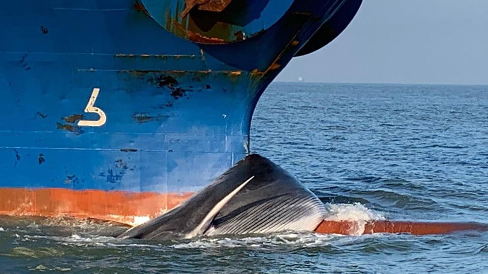fin whale ship strike