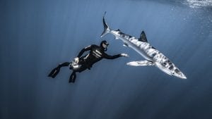 Fred Buyle freediving underwater photography shark