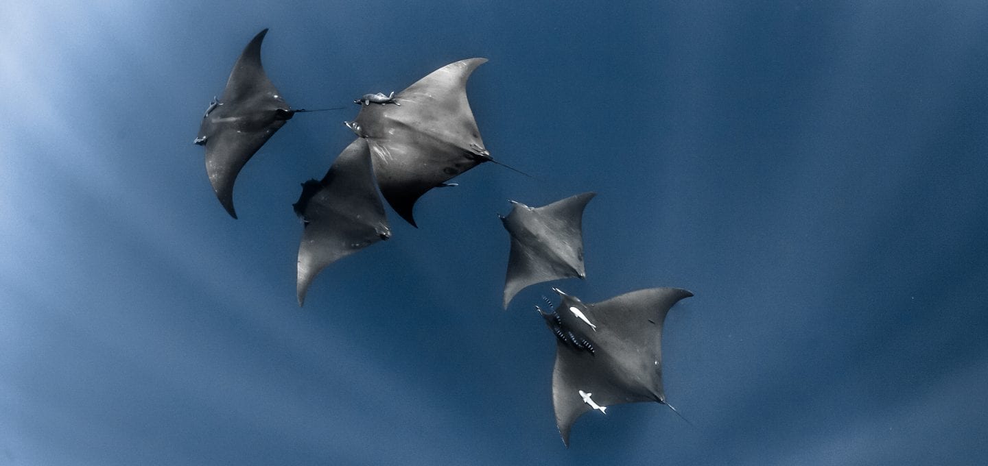 Fred Buyle freediving underwater photography manta rays
