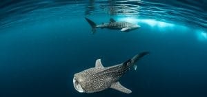 Fred Buyle freediving underwater photography whale sharks