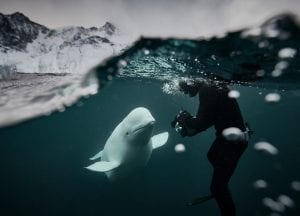 Fred Buyle freediving underwater photography hvaldimir
