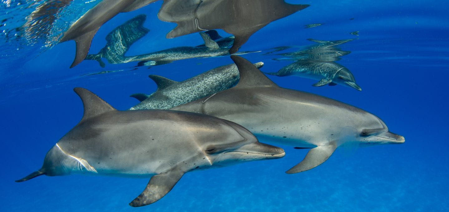 Wild Dolphin Project bahama dolphins pod traveling