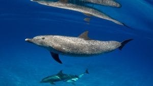 Wild Dolphin Project bahama dolphins pod reflections