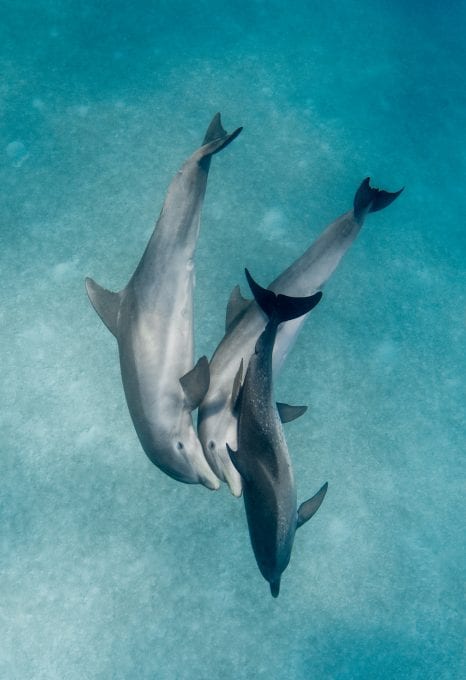 Wild Dolphin Project bahama dolphins pod playng