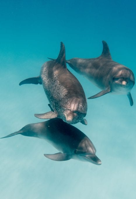 Wild Dolphin Project bahama dolphins pod trio