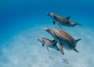 Wild Dolphin Project bahama dolphins pod