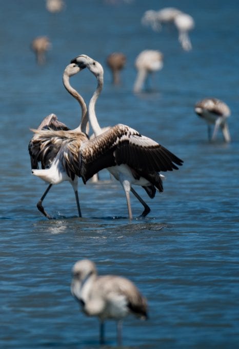 Lefkada Lagoon Flamingos young Chris Stavrakas