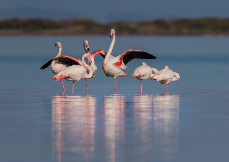 Lefkada Lagoon Flamingos Chris Stavrakas