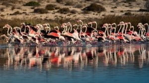 Lefkada Lagoon Flamingos Chris Stavrakas