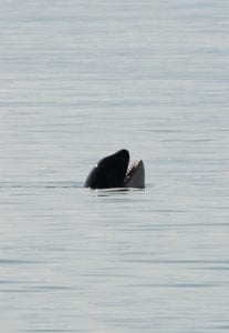 Southern Resident Killer Whales Salish Sea