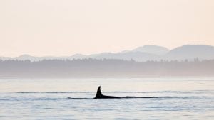 Southern Resident Killer Whales Salish Sea