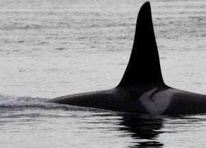 Southern Resident Killer Whales Salish Sea