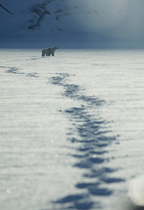 Alastair-Fothergill-Our-Planet-Sophie-Lanfear-polar-bear
