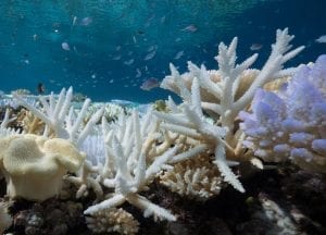 Alastair-Fothergill-Our-Planet-Grace-Frank-coral-bleaching
