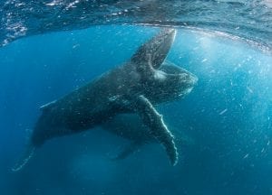 Alastair-Fothergill-Our-Planet-STEVE-BENJAMIN-humpback-wjales