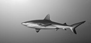 Grey reef shark, by Mr Marc Hayek