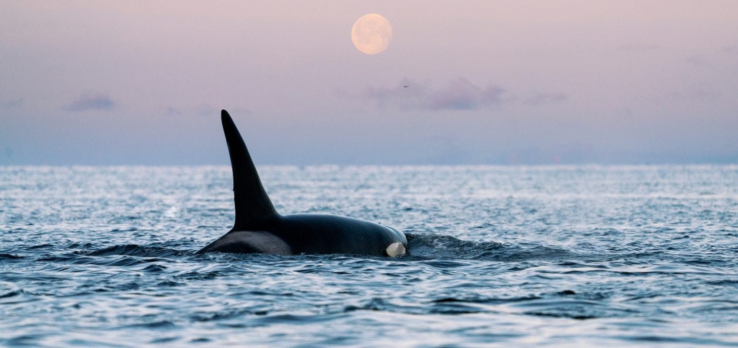 whale watching Norway Tromsø orca