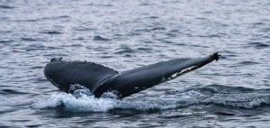 whale watching Norway Tromsø fluke