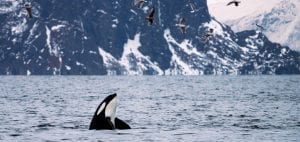 whale watching Norway Tromsø