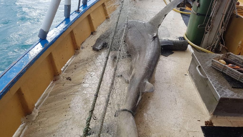 Critically endangered scalloped hammerhead shark in Queensland being