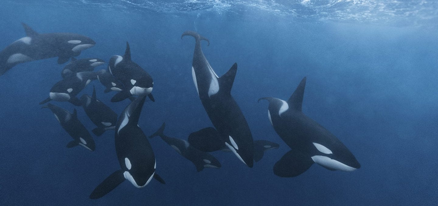 Ocean Photography Awards, Paul Nicklen, orcas
